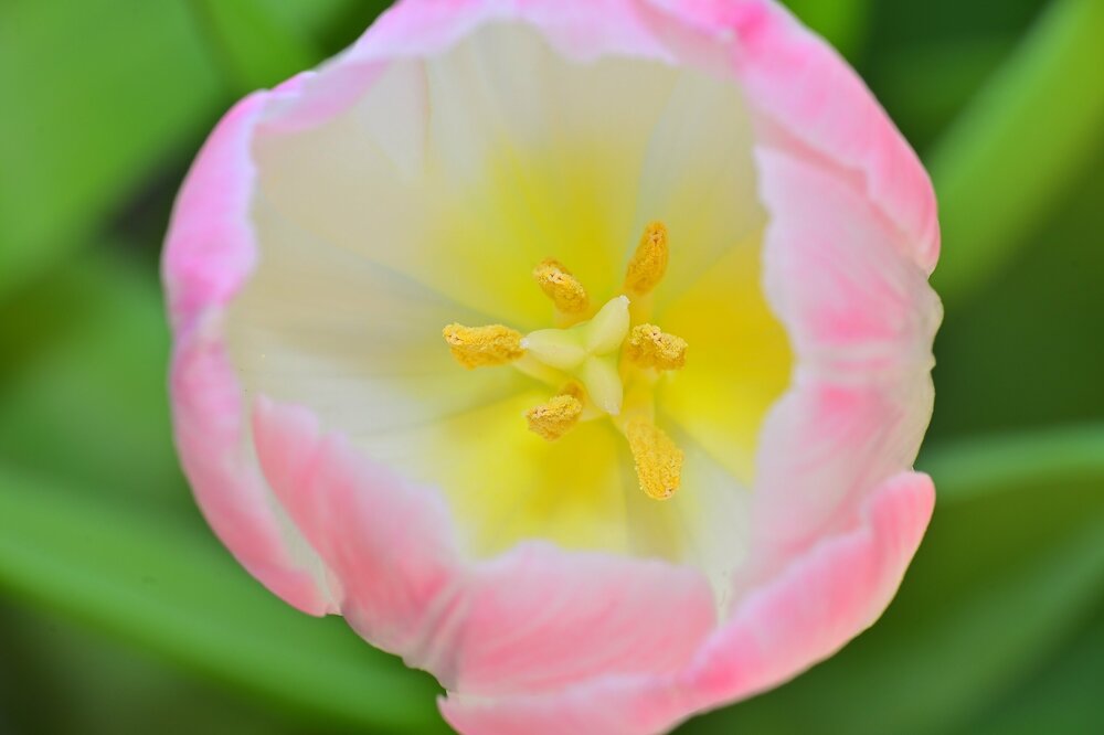 Tulipano.JPG