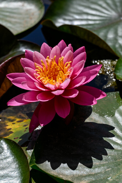 009-280524_Z8Z3806MaxAquilaphoto.thumb.jpg.89c95924c1c30e586fc30ce4193614b8.jpg