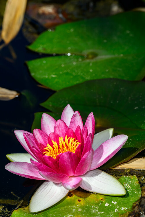 011-280524_Z8Z3814MaxAquilaphoto.thumb.jpg.af86939f70a0a632c8b7e8d8900eeec9.jpg