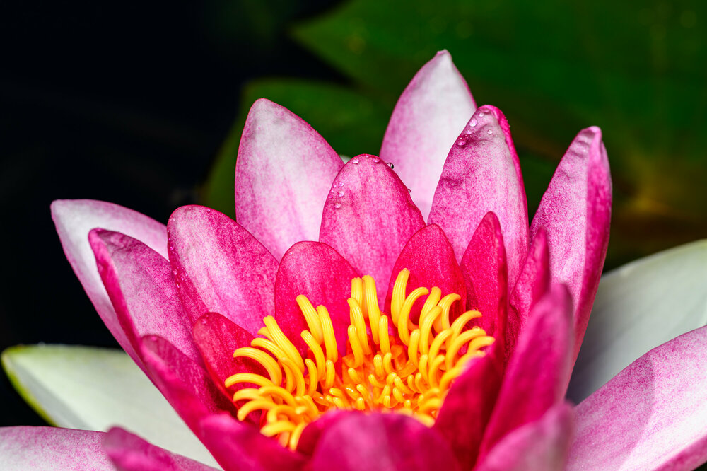 012-280524_Z8Z3815MaxAquilaphoto.thumb.jpg.1a66b5f455d5676fef04c76dfcb65a21.jpg