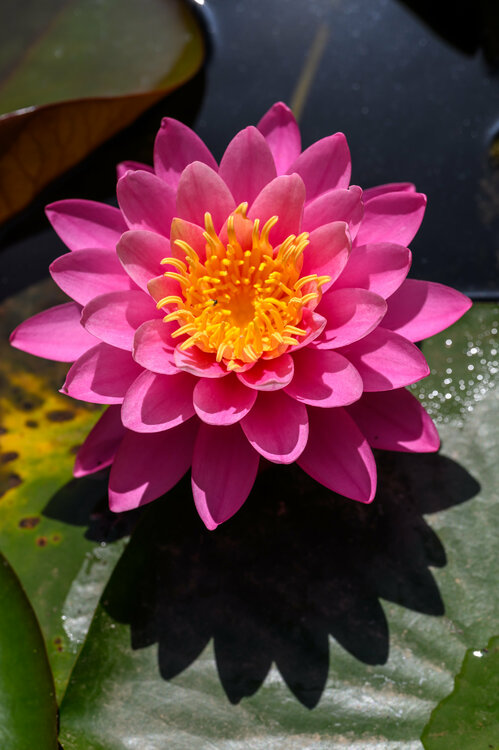 018-280524_Z8Z3846MaxAquilaphoto.thumb.jpg.3d7c41f93dcd52da54db954f47aa23c4.jpg