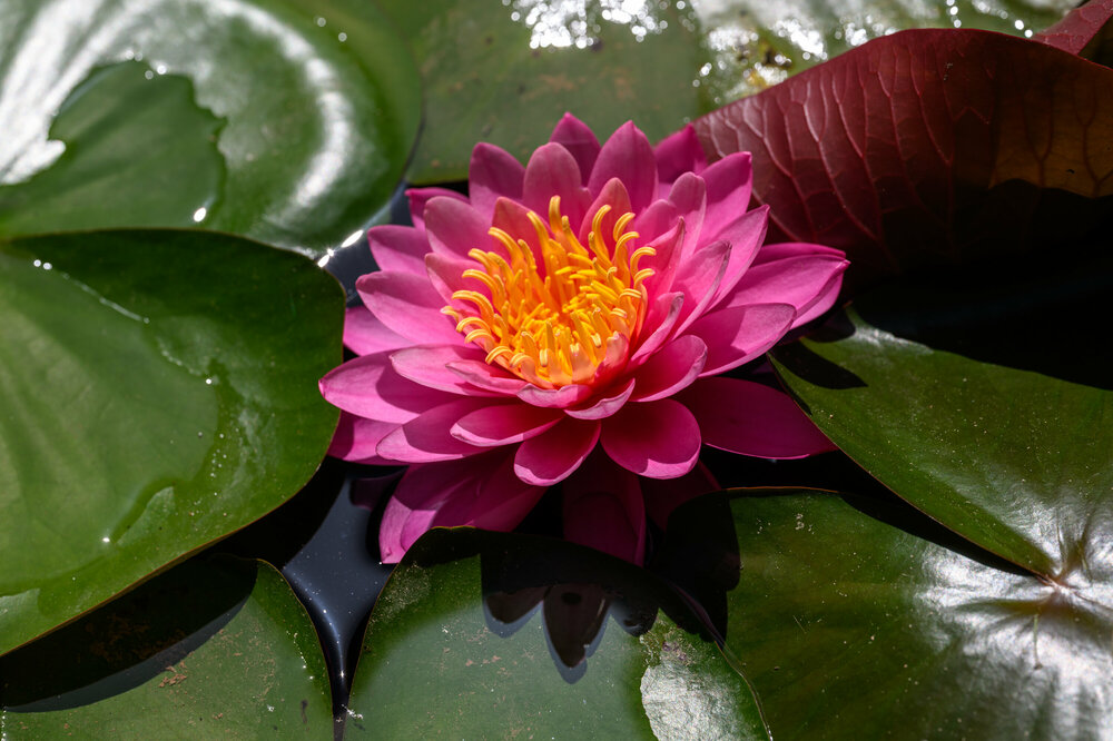 019-280524_Z8Z3850MaxAquilaphoto.thumb.jpg.fef99eaac5512b4c130a93ee759b2a4f.jpg