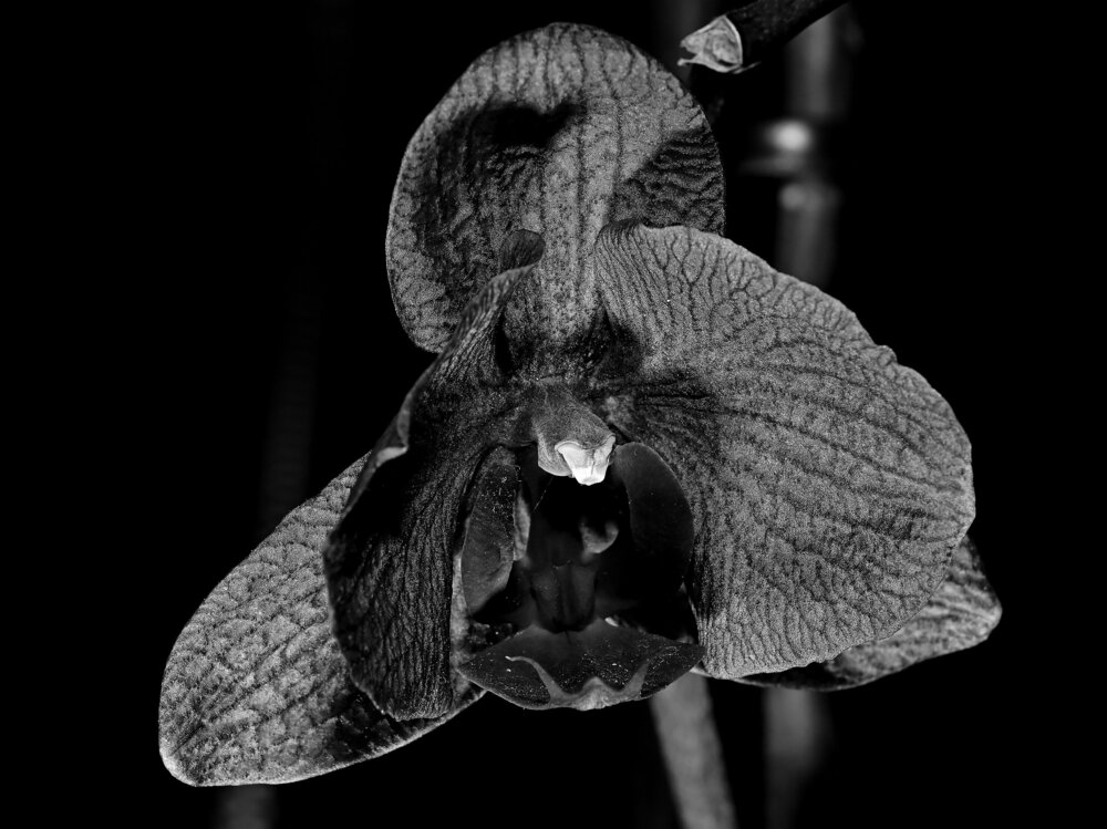 Orchidea (1).JPG