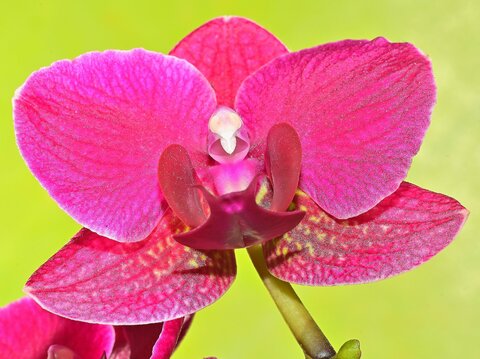 Orchidea.JPG