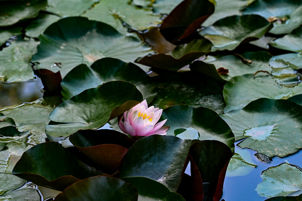 701-280524_Z8Z3787MaxAquilaphoto.thumb.jpg.a4d265024a10779beaca4c11f036be77.jpg