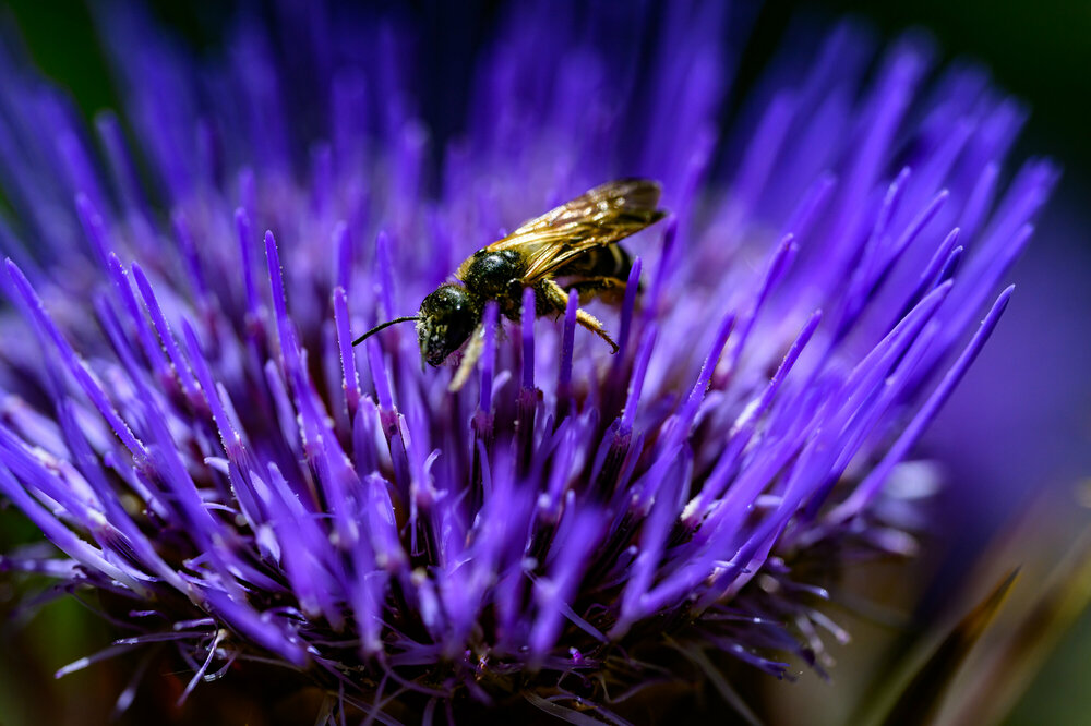 707-280524_Z8Z3983MaxAquilaphoto.thumb.jpg.39d66ae79332f2bb6fd3877aca98a3aa.jpg