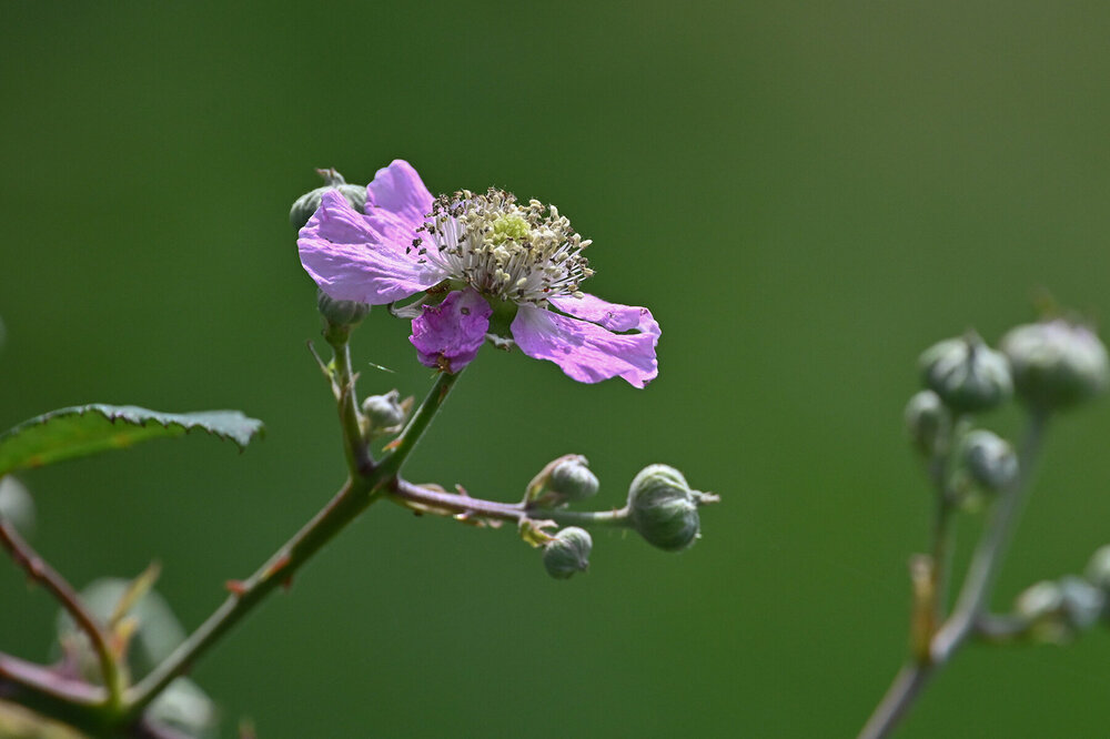 DSC_3676 rweb2.jpg
