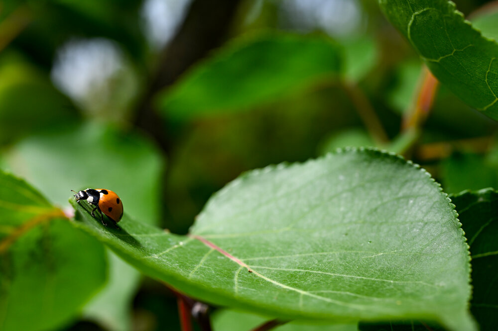 154-290524_Z8Z4398MaxAquilaphoto.thumb.jpg.54bf6094e6831e593084998514013c08.jpg