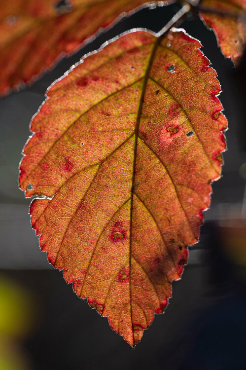 _DSC8878.thumb.jpg.23c6b4013fbefdb2fa4a342391e244e1.jpg