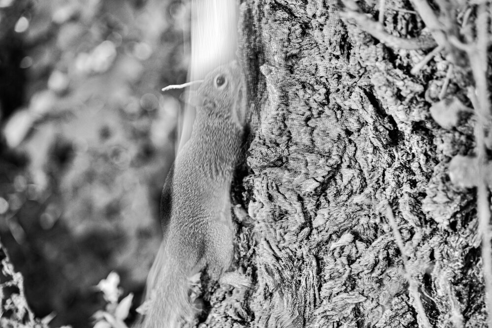 280920242024-28092024PARCODELLECAVELUGANO-6398.thumb.jpg.0a9b59a4ea29942d3d54451626ba55c7.jpg