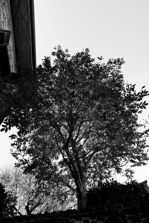 ZF3_3780.thumb.jpg.648d918a8754bccc8b50f83a221dcb05.jpg