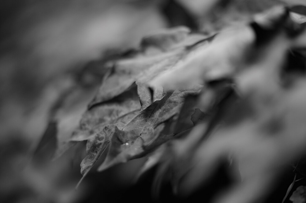 ZF3_3784.thumb.jpg.a58a7a0874866b677ccdb10e679c8aee.jpg