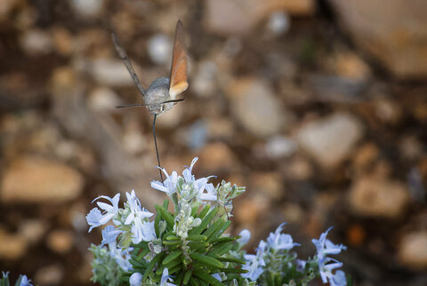 Mariposa 1