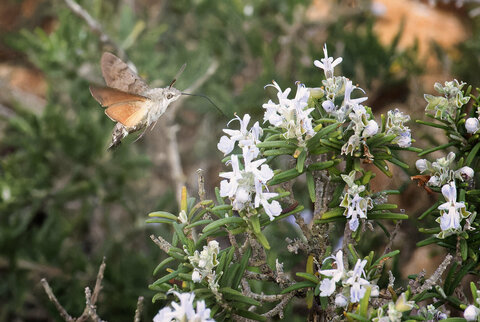 Mariposa 2
