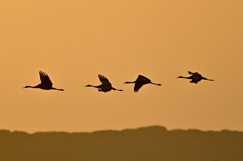 Gru al tramonto...4