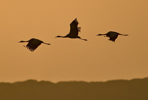 Gru al Tramonto...3