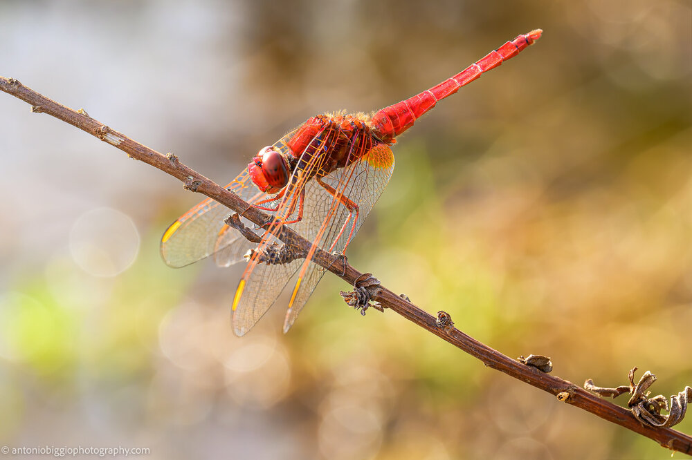 2024.10.13_Calasetta Macro Libellula_Z300210-NEF.jpg