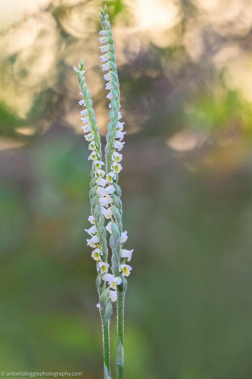 2024.10.13_Portoscuso Macro Orchidee Spirantes2024-10-14 22-17-49 (B,R8,S4).jpg