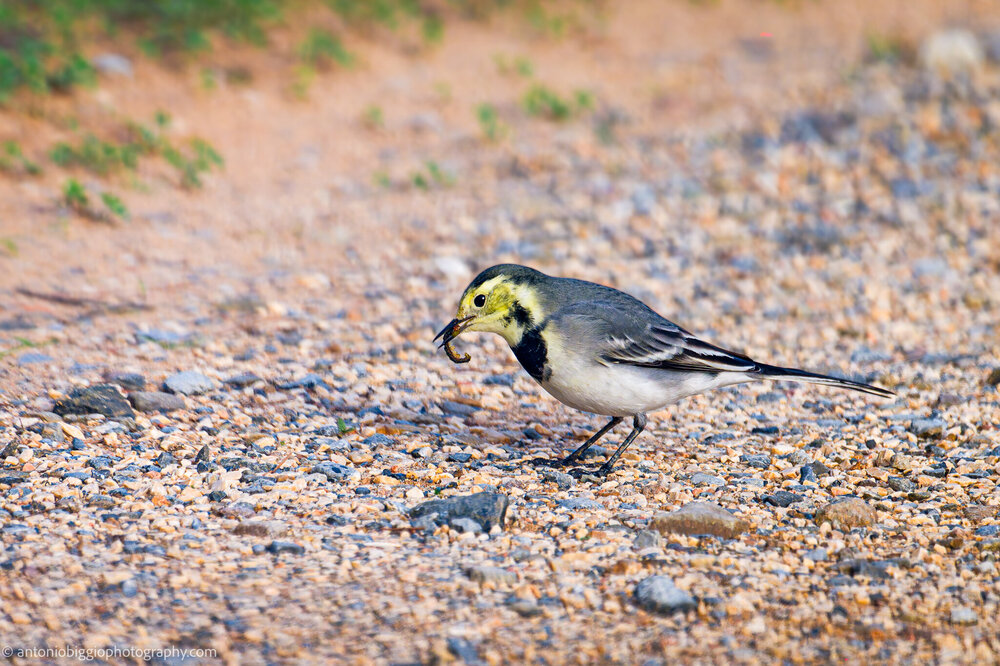 2024.11.02_BIRD_Portopino_Ballerina gialla_DSC0480-NEF.jpg