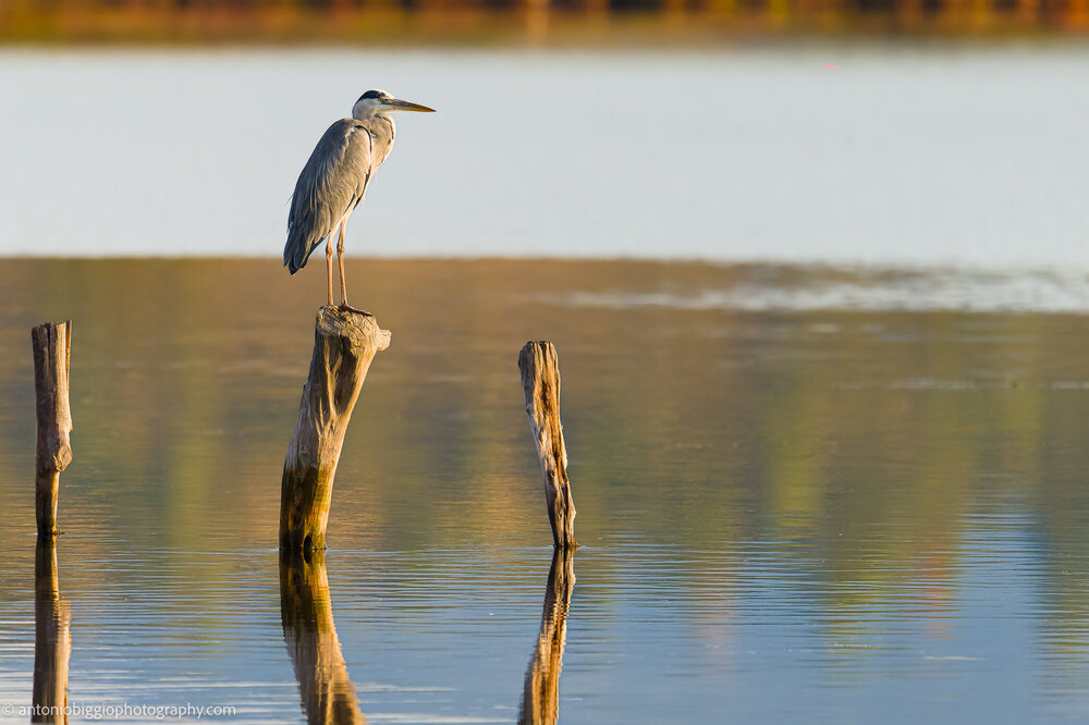 2024.11.10_Bird_Portopino_NZ91268-7.jpg