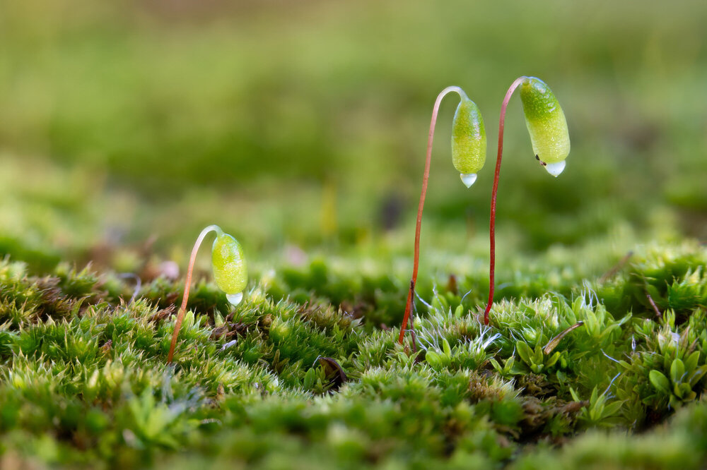 6-Macro.thumb.jpg.5cbf310d57b99d2434930d5dcd036ef8.jpg