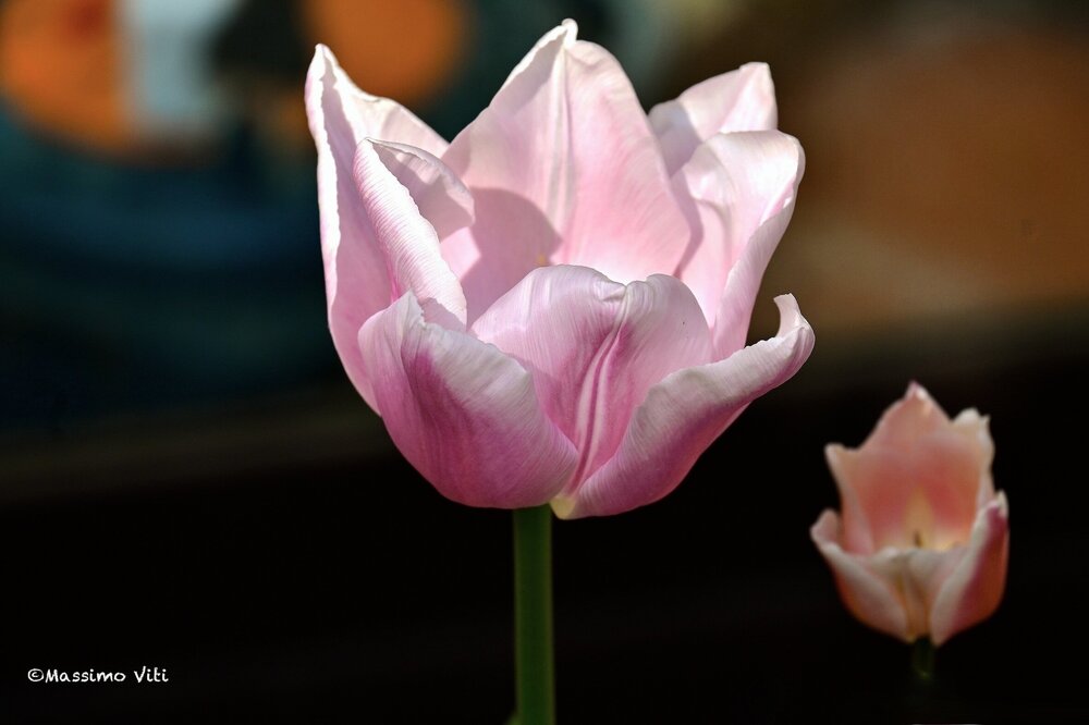 DSC_1170JPG Tulipano rosa ©Massimo Viti  copia.JPG