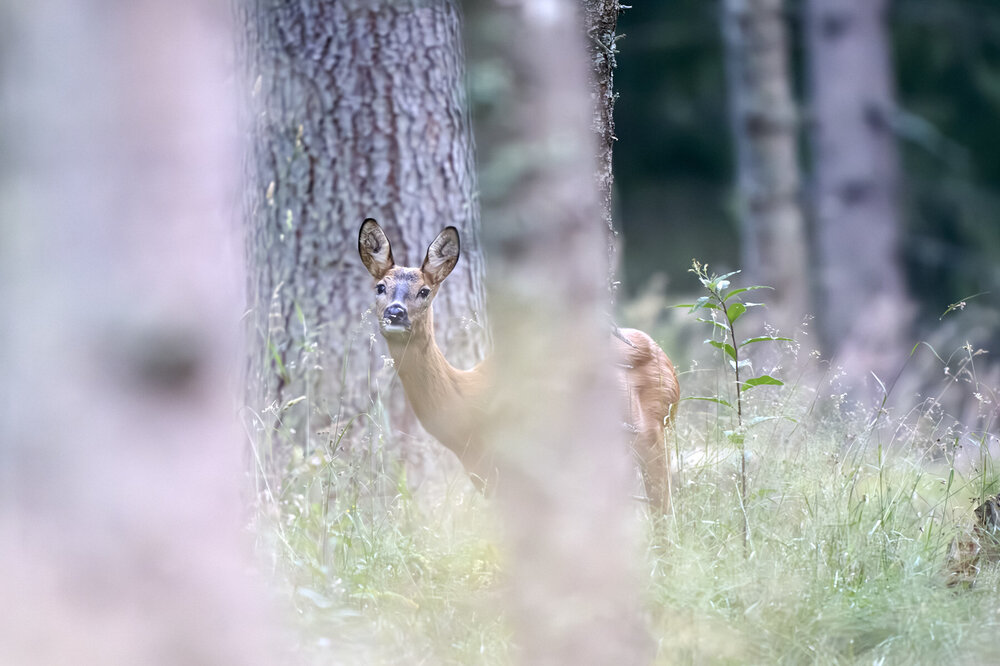 1_roby24_24_08_Selva_DSC_7748_nikonland.thumb.jpg.fd459187576efa9762492a737f75027e.jpg