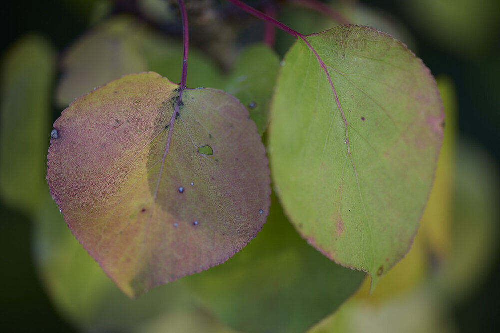 3_roby24_24_11_olive_DSC_2307_nikonland.thumb.jpg.c363a23bd21b3404b9534500e61baed3.jpg
