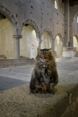 Il_guardiano_della Basilica.jpg