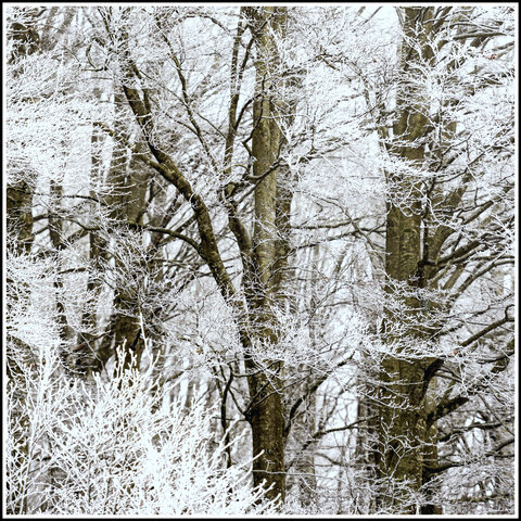 Faggi d'Inverno...Frati Bianchi