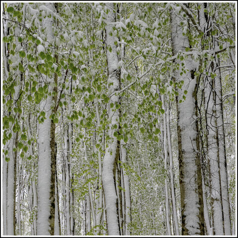Primavera con Faggi e Neve...
