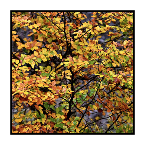 Colori Autunnali nella Faggeta...