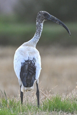 Ibis sacro...