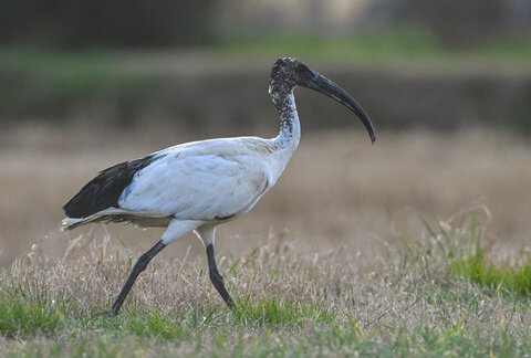 Ibis sacro...