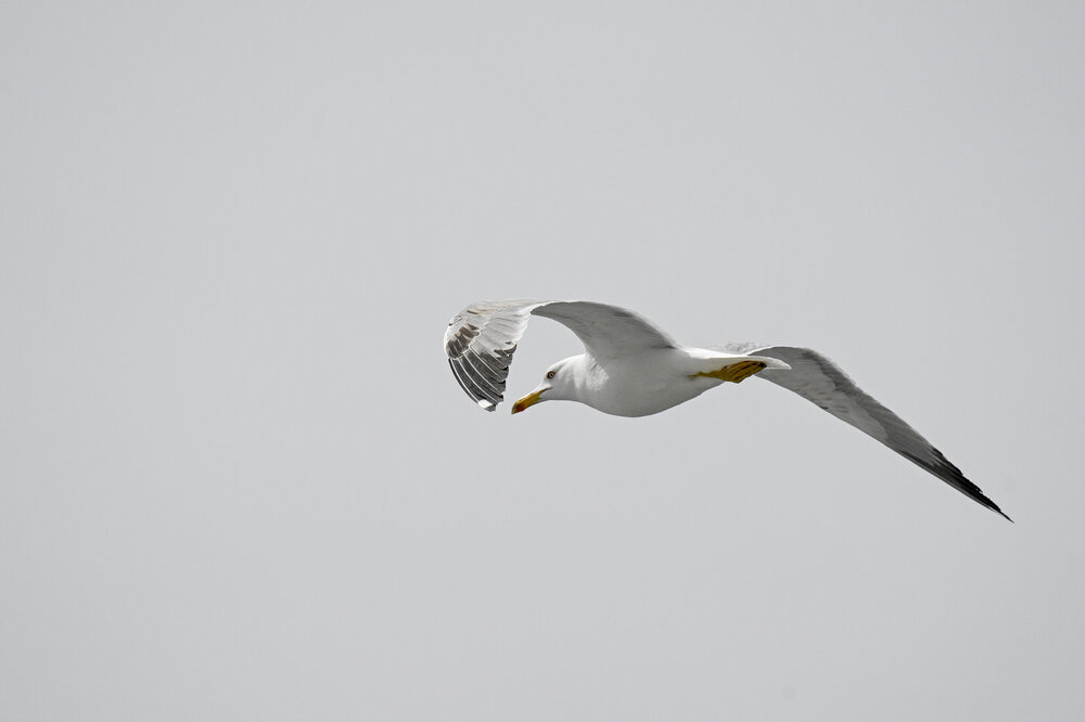 010-140325_Z9X2686MaxAquilaphoto.thumb.jpg.8dc1ba8c379d0a31cce23111a7e00937.jpg