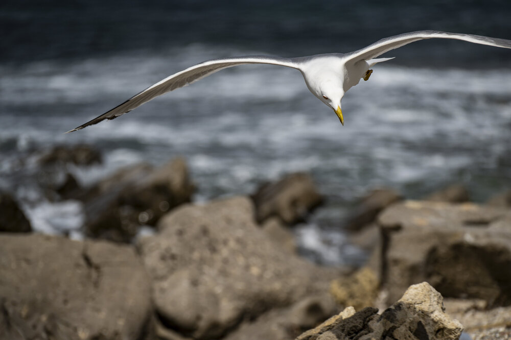 014-140325_Z9X4792MaxAquilaphoto.thumb.jpg.189c124b851756b7bf30a1547e255630.jpg