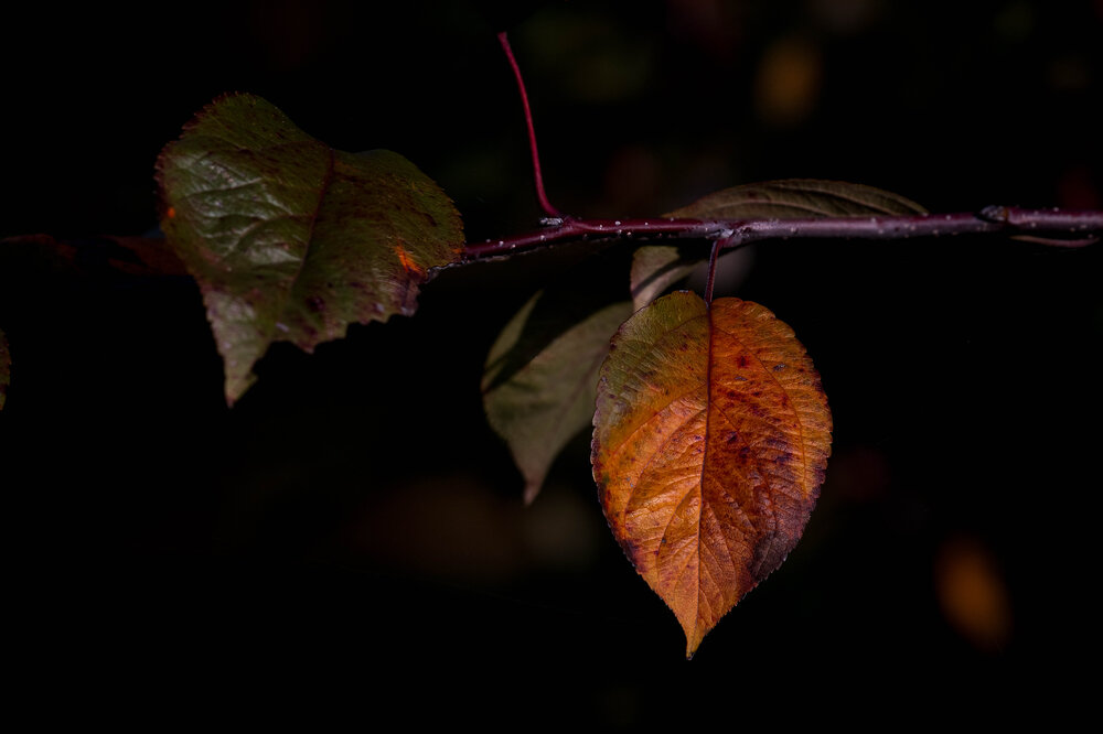 _DSC6931-Modifica.jpg