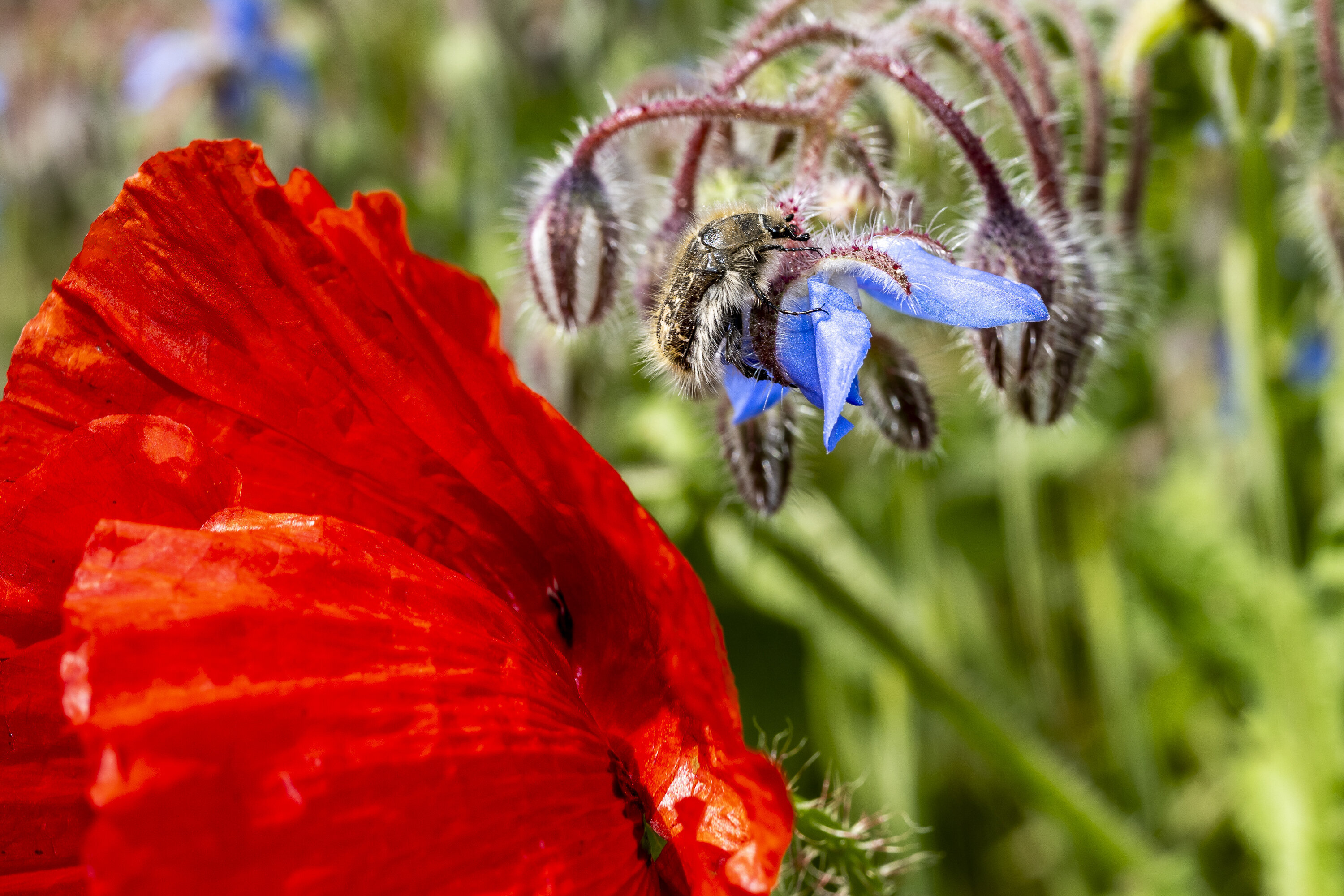 poppy 1