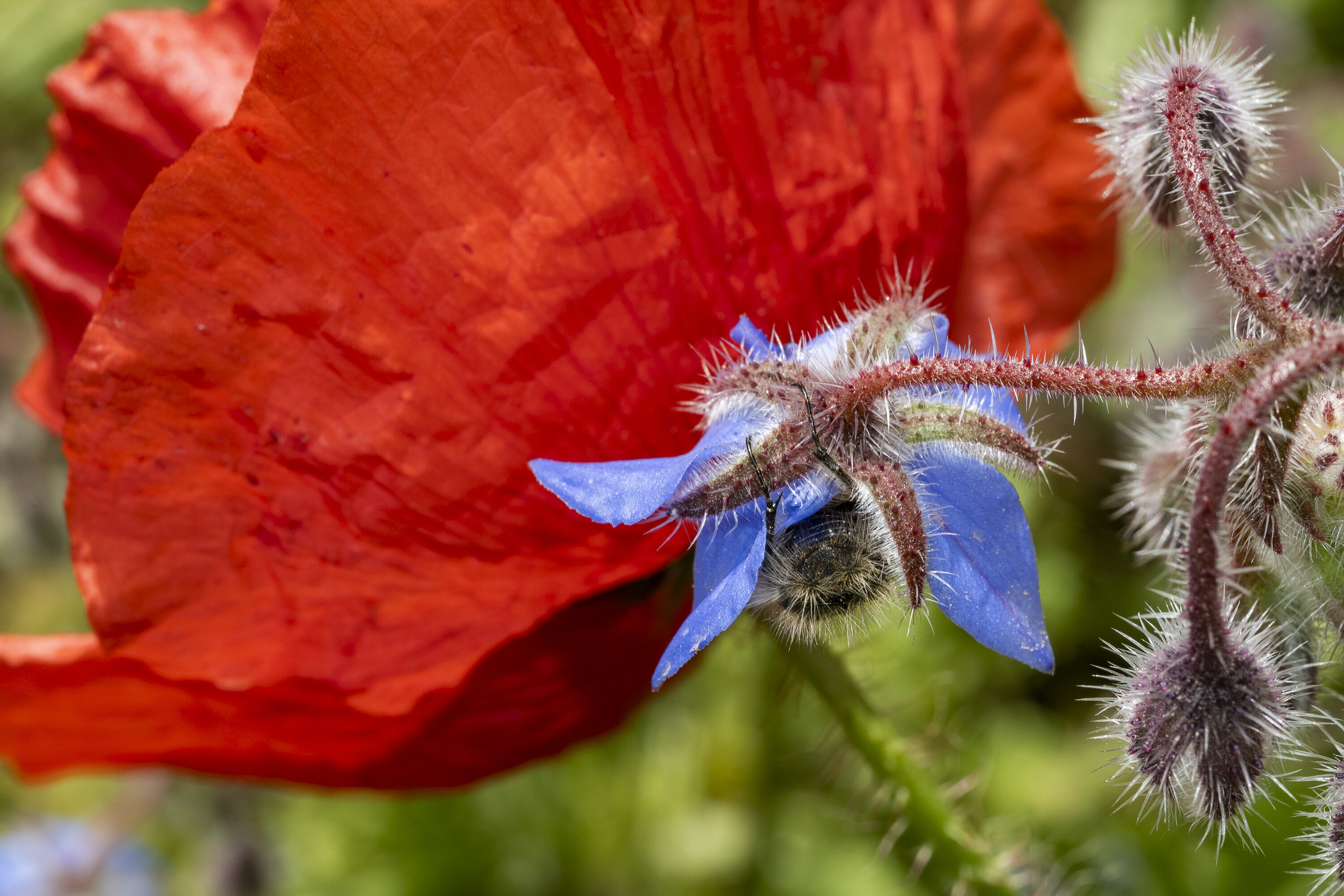 poppy 2