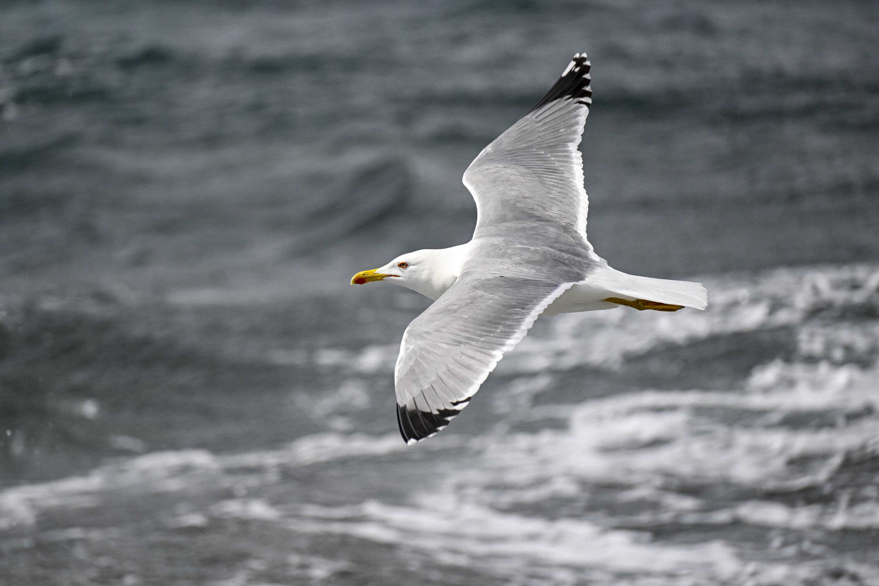 seagull major