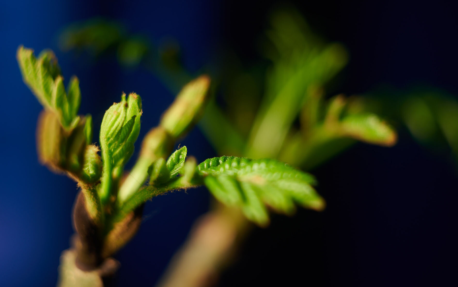 Fraxinus excelsior