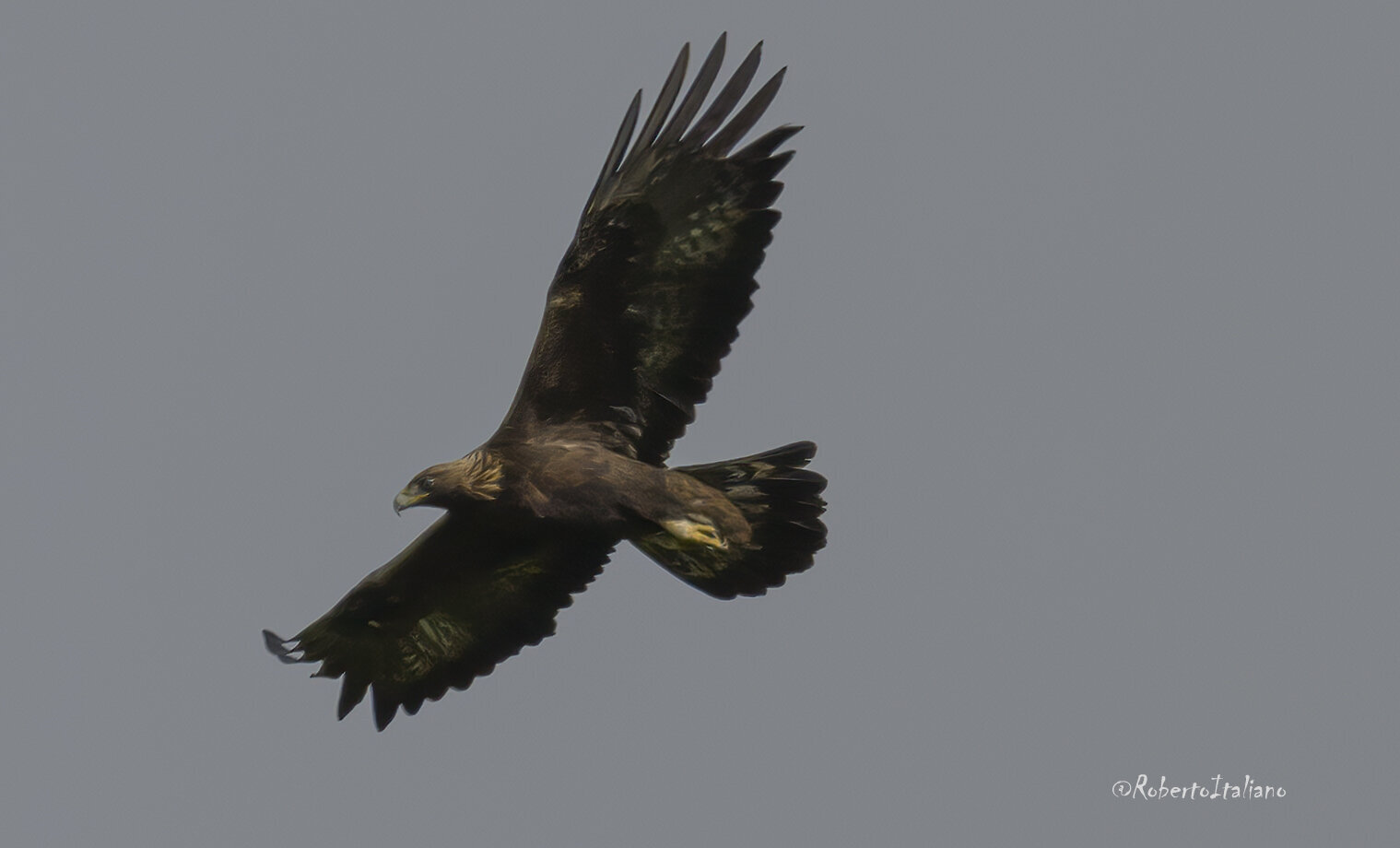 aquila reale.jpg
