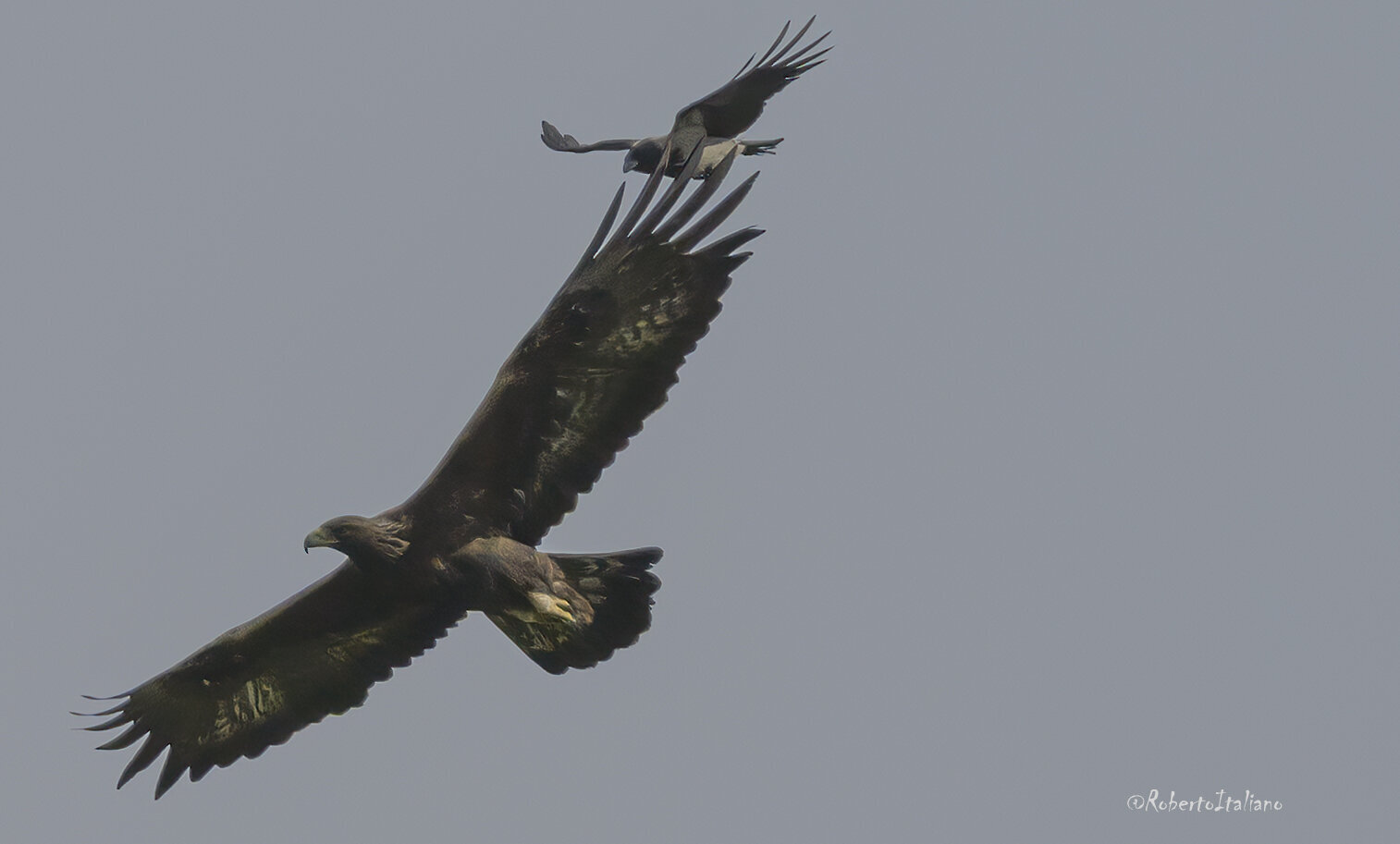 aquila reale1.0.jpg