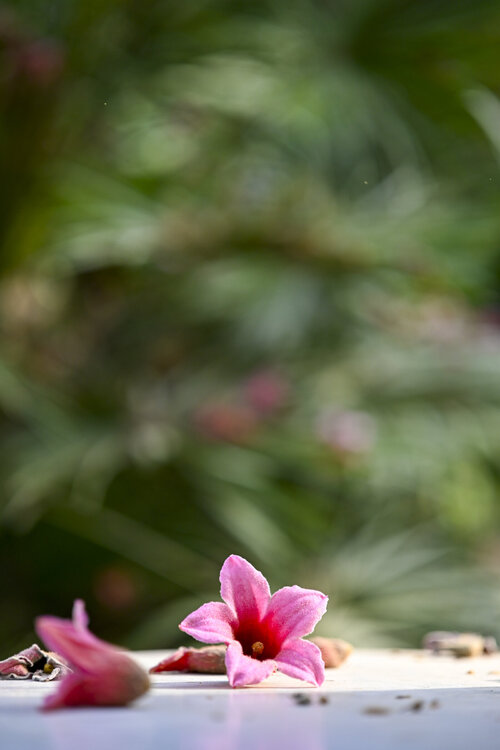 103-270724_Z3L1332MaxAquilaphoto.thumb.jpg.db701447f1290e96ae0021a67b97bde6.jpg