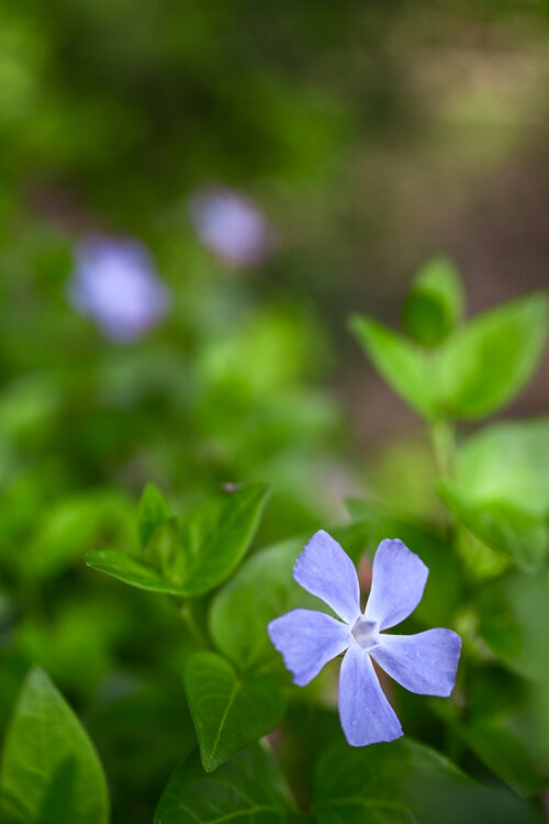 138-090425_Z526076MaxAquilaphoto.thumb.jpg.4bc703f69786a7354fc577c3fea4b373.jpg