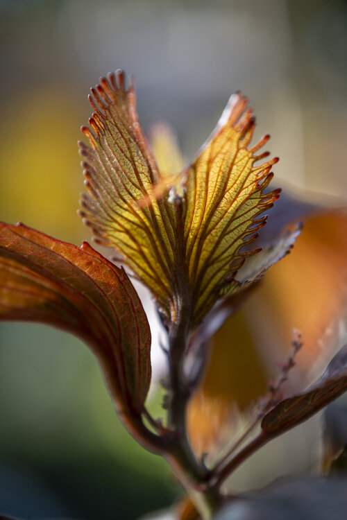142-030425_Z524834MaxAquilaphoto.thumb.jpg.78f736f4abc4c384ff2ff27dcdc95d25.jpg