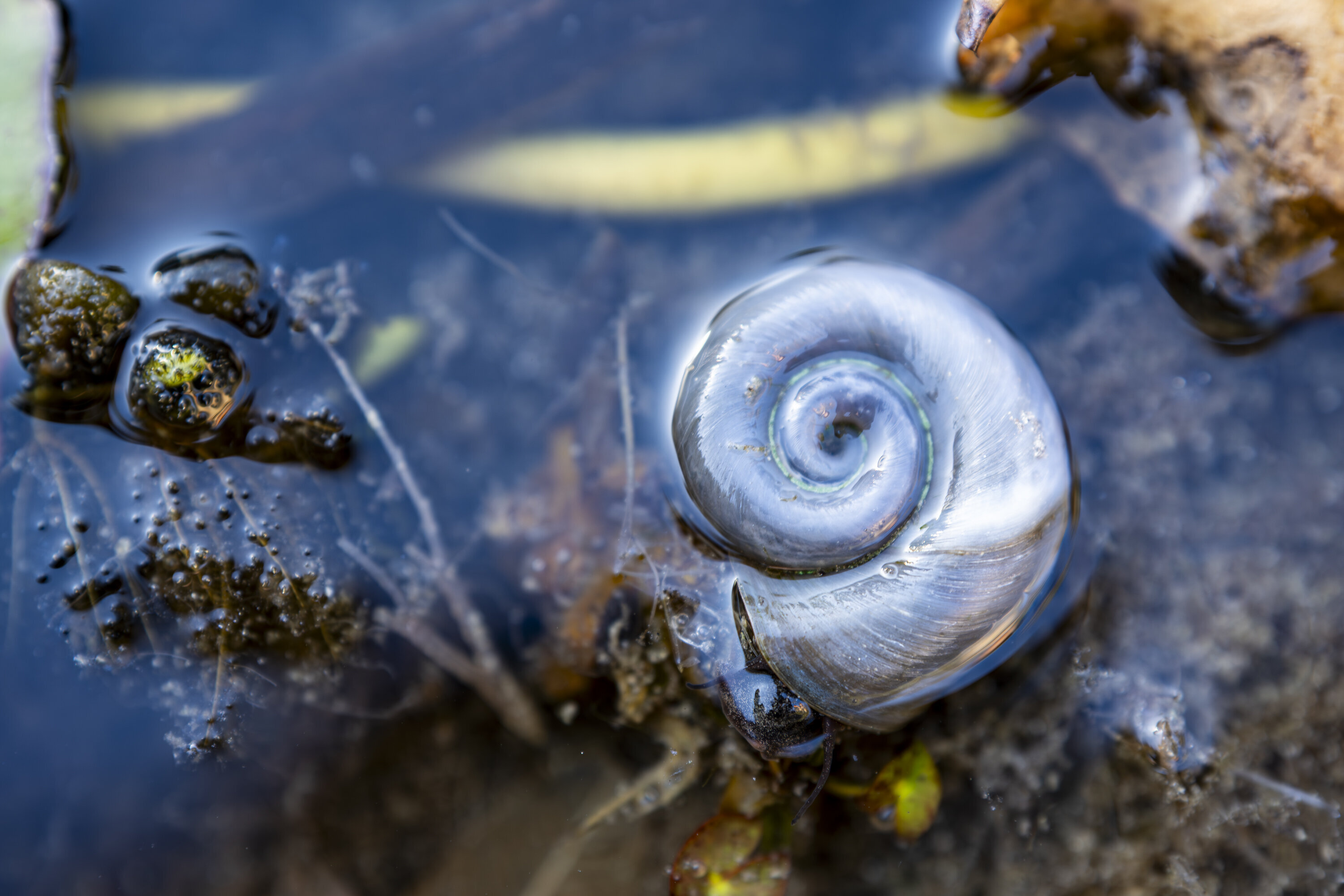 Jantina: gasteropode