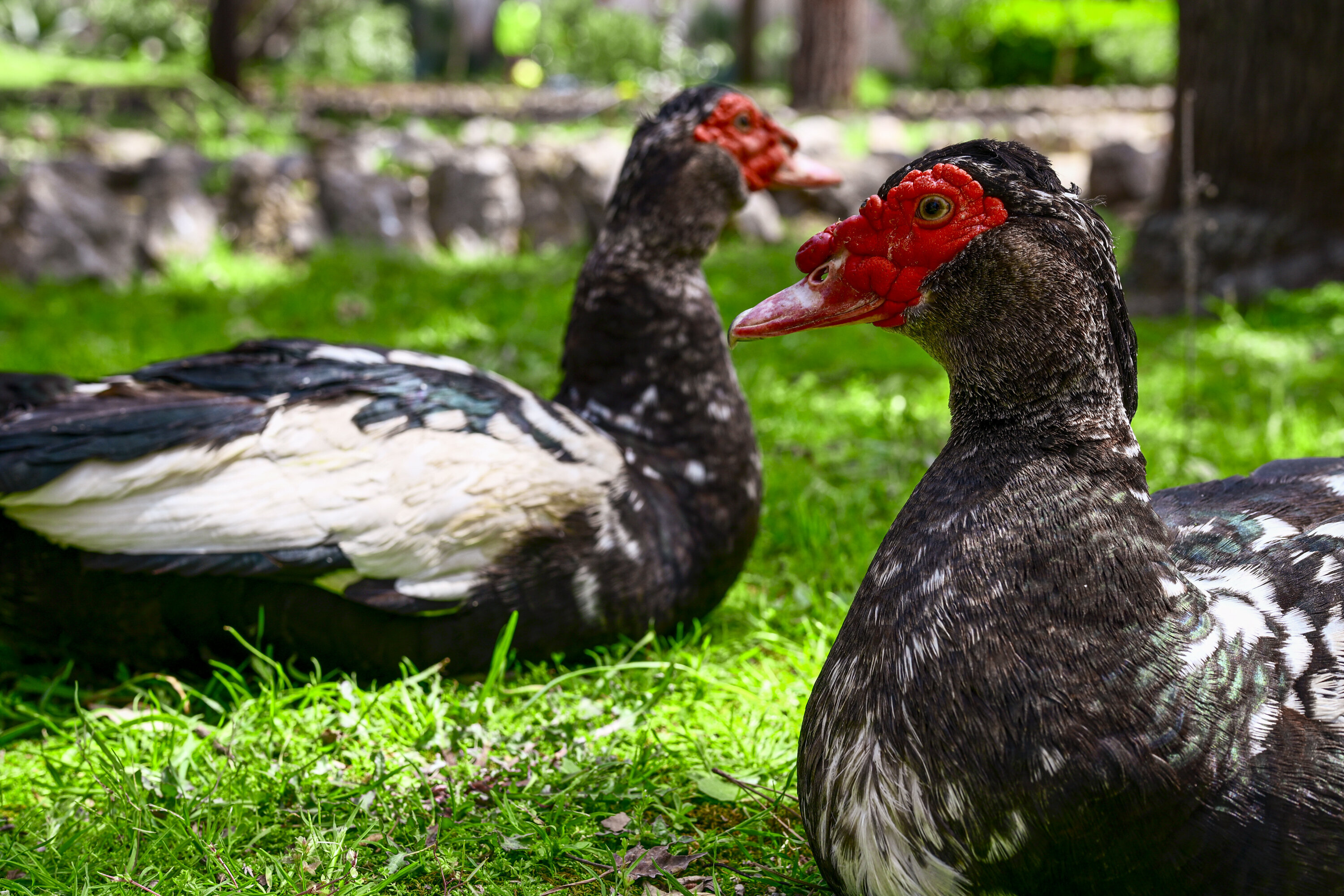 avifauna