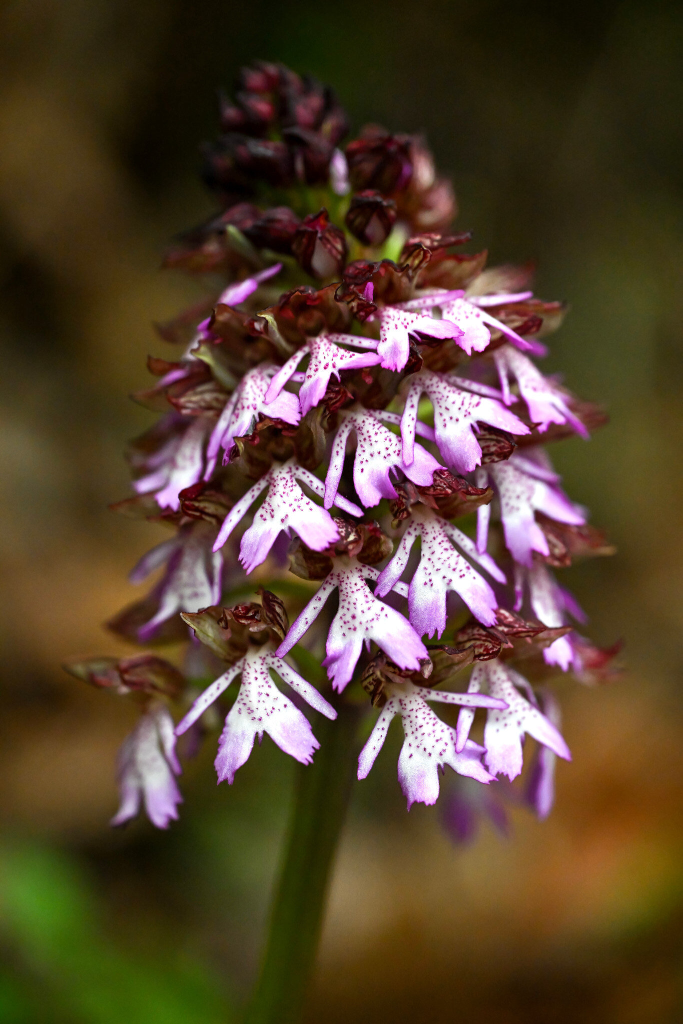 Purpurea...