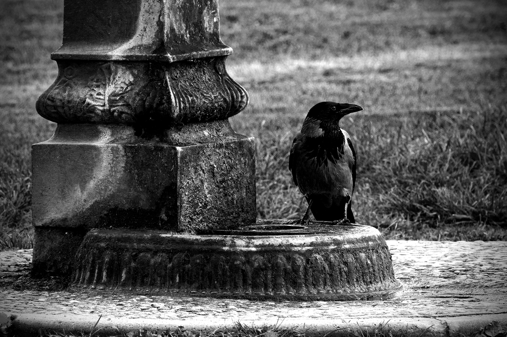 crow1blo2.jpg